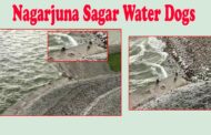 Water Dogs in Nagarjuna Sagar | జలాశయంలో నీటి ‌కు‌క్కల సందడి |  Vizagvision