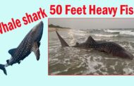 Whale Shark | 50అడుగుల భారీ మత్స్యం |  వేల్ షార్క్ మత్స్యకారుల వలకు చిక్కింది | అచ్యుతాపురం | విశాఖ