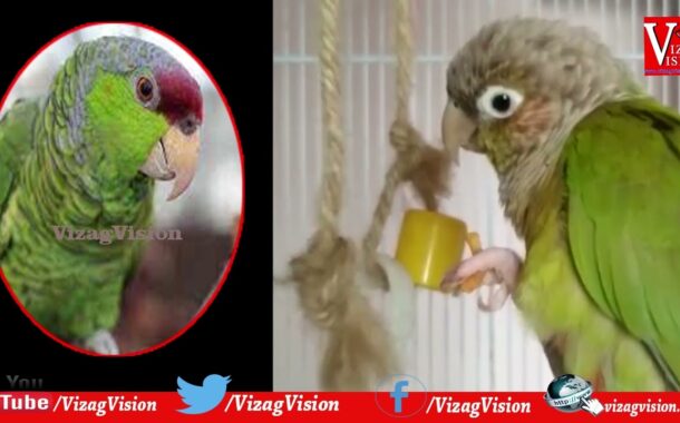 Friendly Parrot | Apartment Friendly Parrots | Kiwi Talking Parrot | Vizagvision