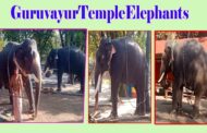 Guruvayur Devaswom Temple Elephants Kerala Vizag Vision