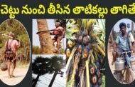 Palmyra palm juice natural alcohol | తాటిపండు రసం సహజ మద్యం | అప్పుడే చెట్టు నుంచి తీసిన తాటికల్లు