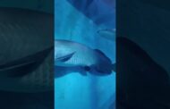 Helfish pair 13lakhs at Fish turnnel exibition Vizag #shots #ytshorts #vizagvision