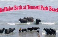 సాగరతీరంలో గేదెల జలకాలాట | Buffalos Bath at Tenneti Park Beach | Visakhapatnam | Vizagvision