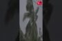 Dr.K.A.Paul Request to RO CCtv live link we will take care of 7 strong rooms #ytshorts #latestnews