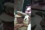మెగాస్టార్ చిరంజీవి ఆయన సతీమణి సురేఖ గన్నవరం ఎయిర్పోర్ట్ కు చేరుకున్న #ytshorts #vizagvision #news