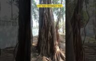 150 Years Old Baniyan Tree Visakhapatnam #vizagvision #ytshots