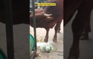 A clever Ox eating food by removing a plastic cover #vizagvision #ytshots