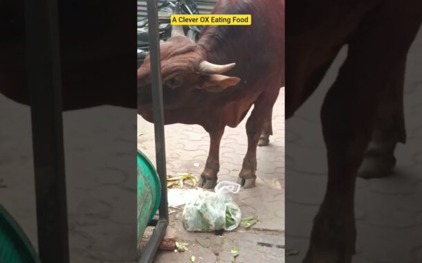 A clever Ox eating food by removing a plastic cover #vizagvision #ytshots