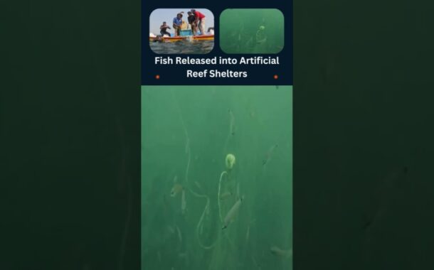 Fish Released into Artificial Reef Shelters Future of sustainable fishing #Vizagvision  #scubadiving