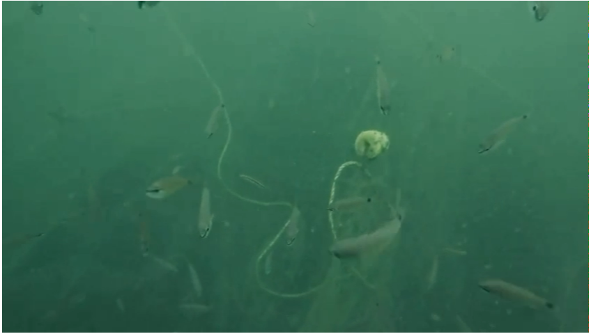 Vizagvision Visakhapatnam: ICAR-CMFRI and GOAEC Foundation signed a 5-year MoU (Sept 2025) to develop and manage artificial reefs across Andhra Pradesh and Odisha.The initiative focuses on reef monitoring, biodiversity conservation, and community development.Today, field operations supported fishermen communities through fish release into artificial reef shelters.These reefs act as safe habitats, enhancing fish populations and sustainable livelihoods.GOAEC leads research, awareness, and capacity-building programs.Livein Adventures provided professional scuba diving and technical support.This collaboration strengthens marine ecosystems and promotes the blue economy.A significant step toward sustainable coastal development and conservation.B. BALARAM NAIDU founder Livein Adventures and GOAEC foundation President water sports AP state“Artificial reefs are the future of sustainable fishing—today’s effort reflects our commitment to marine conservation and community welfare. Proud to contribute through Livein Adventures.